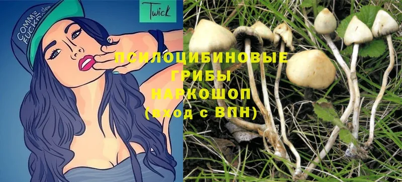 ссылка на мегу зеркало  Йошкар-Ола  Галлюциногенные грибы MAGIC MUSHROOMS  купить наркотик 